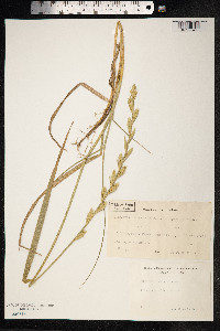 Thinopyrum junceum image