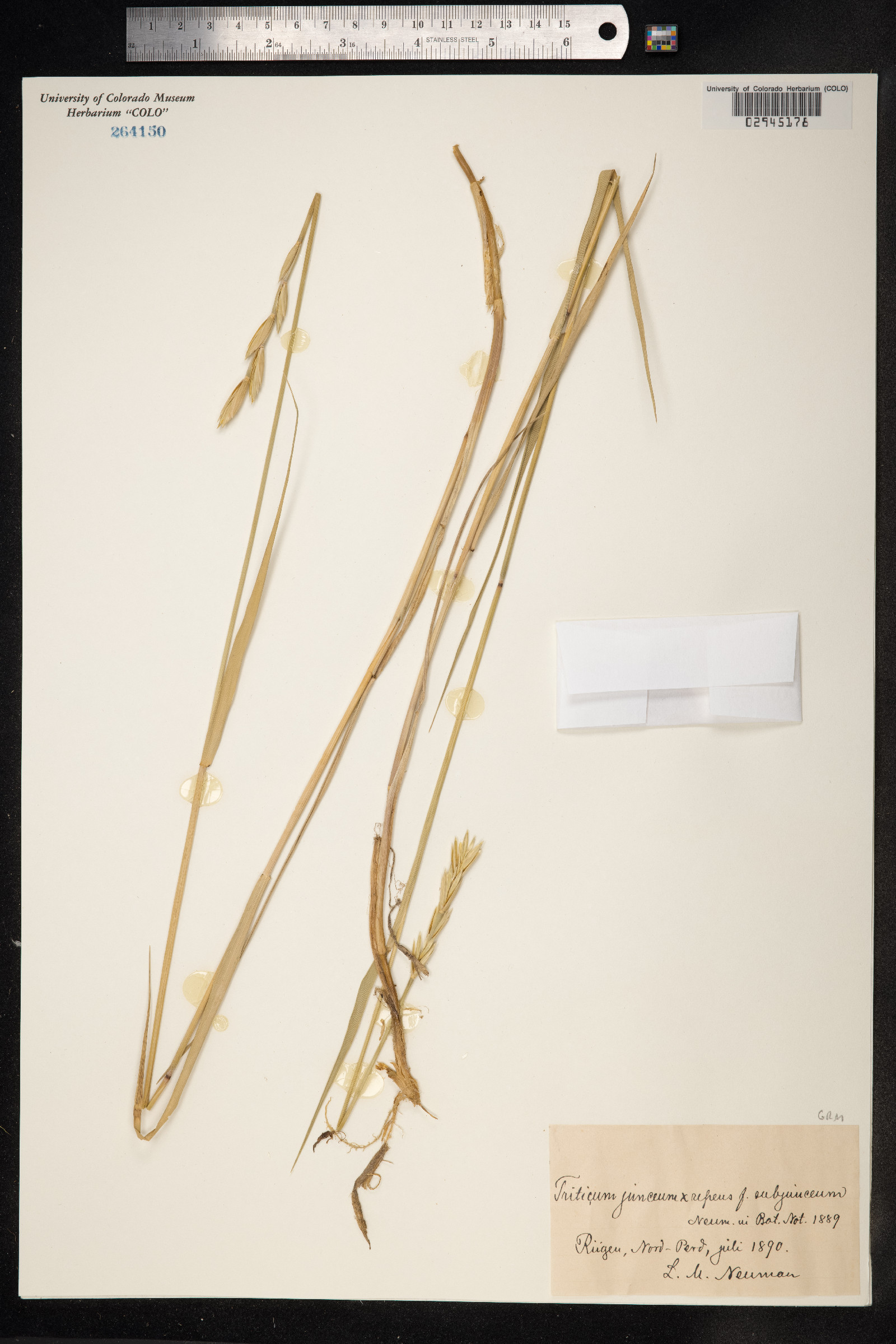 Thinopyrum junceum image