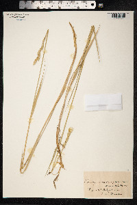 Thinopyrum junceum image