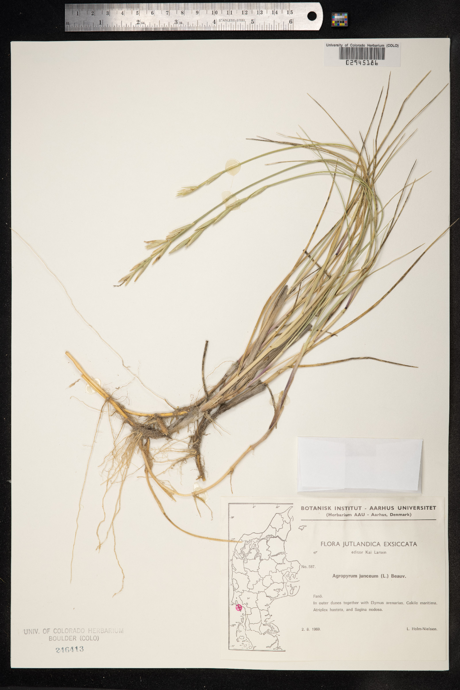 Thinopyrum junceum image