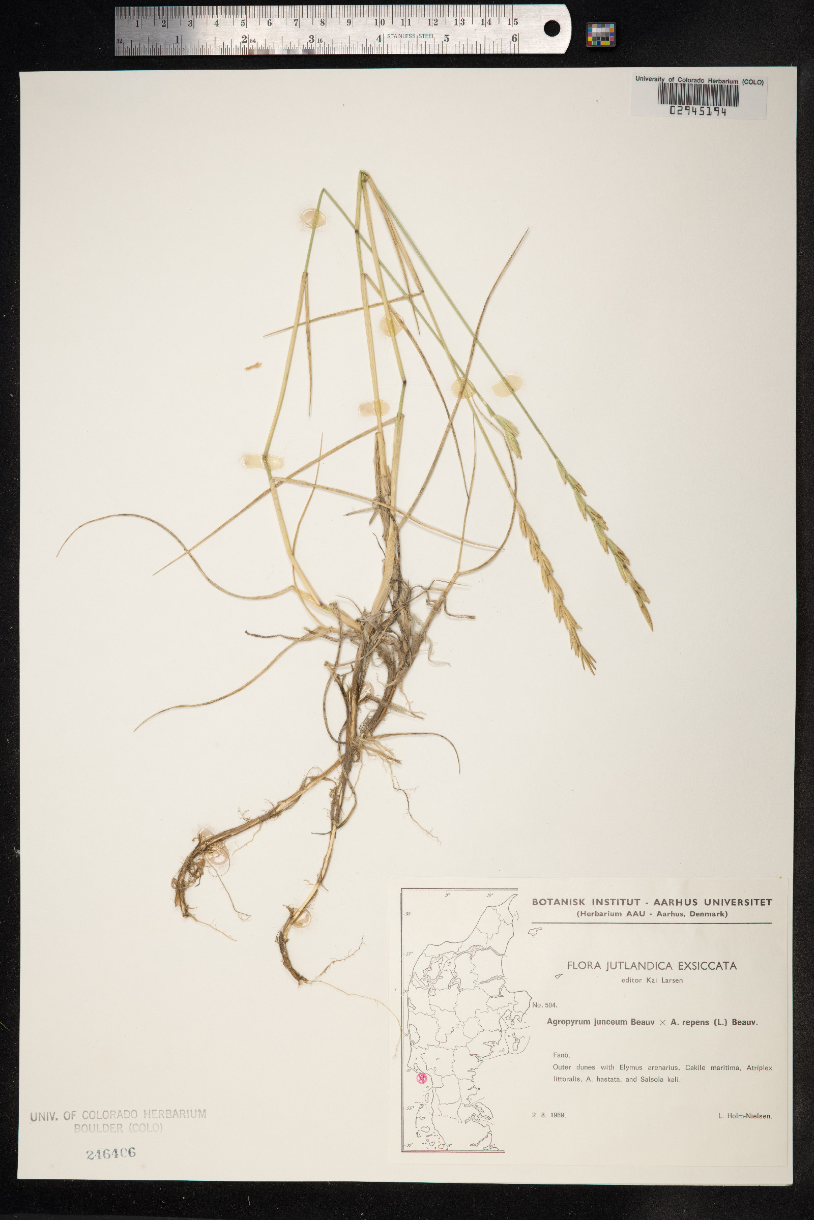 Thinopyrum junceum image