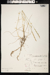 Thinopyrum junceum image