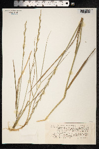Thinopyrum junceum image