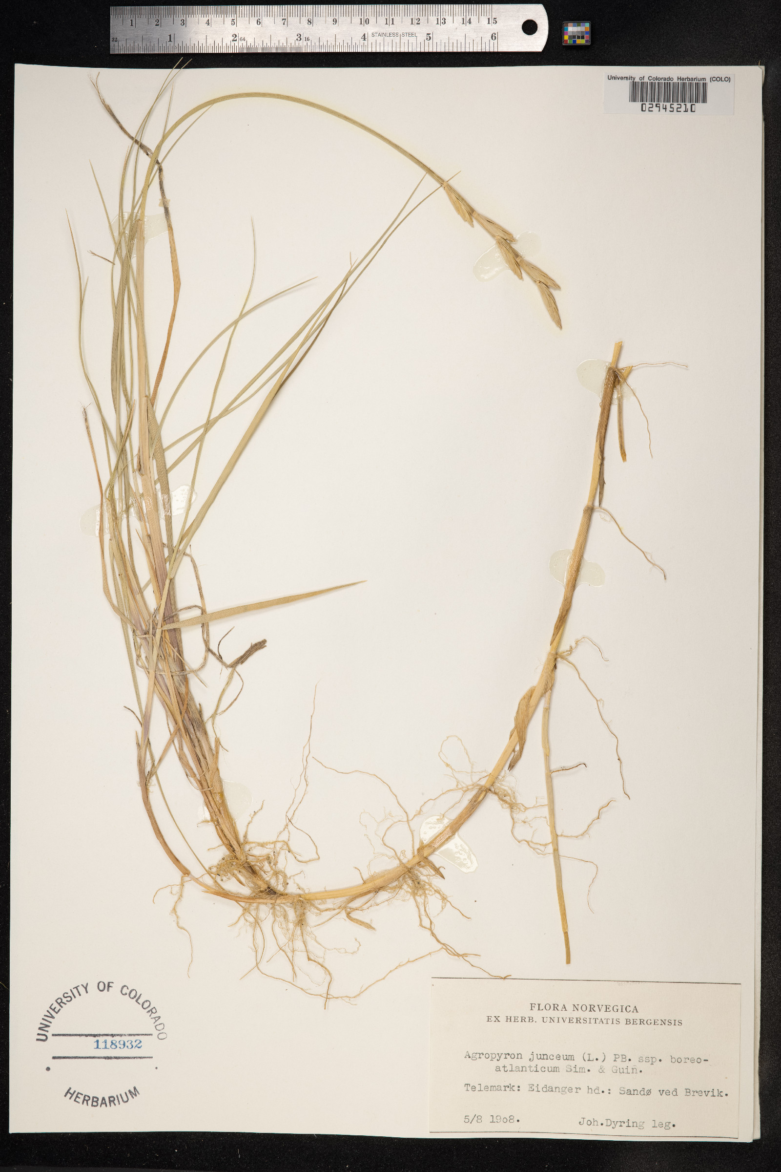 Thinopyrum junceum image