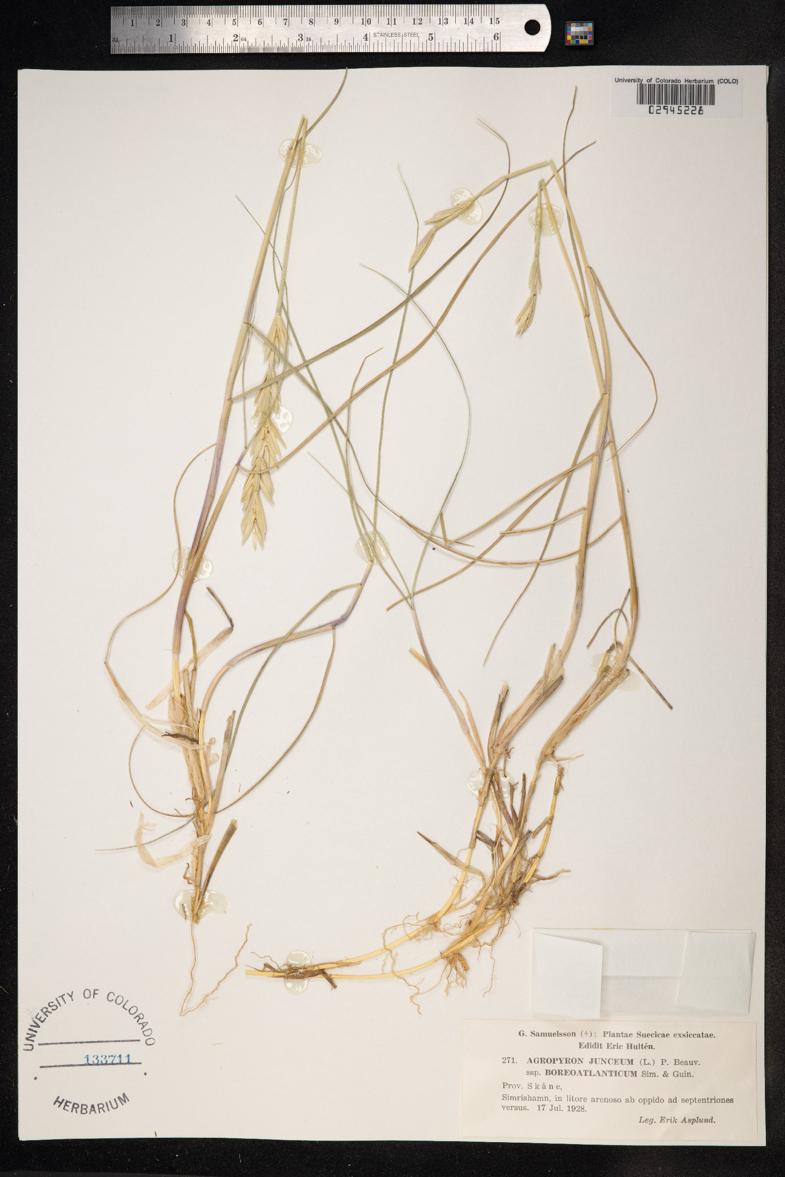 Thinopyrum junceum image