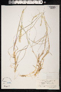 Thinopyrum junceum image