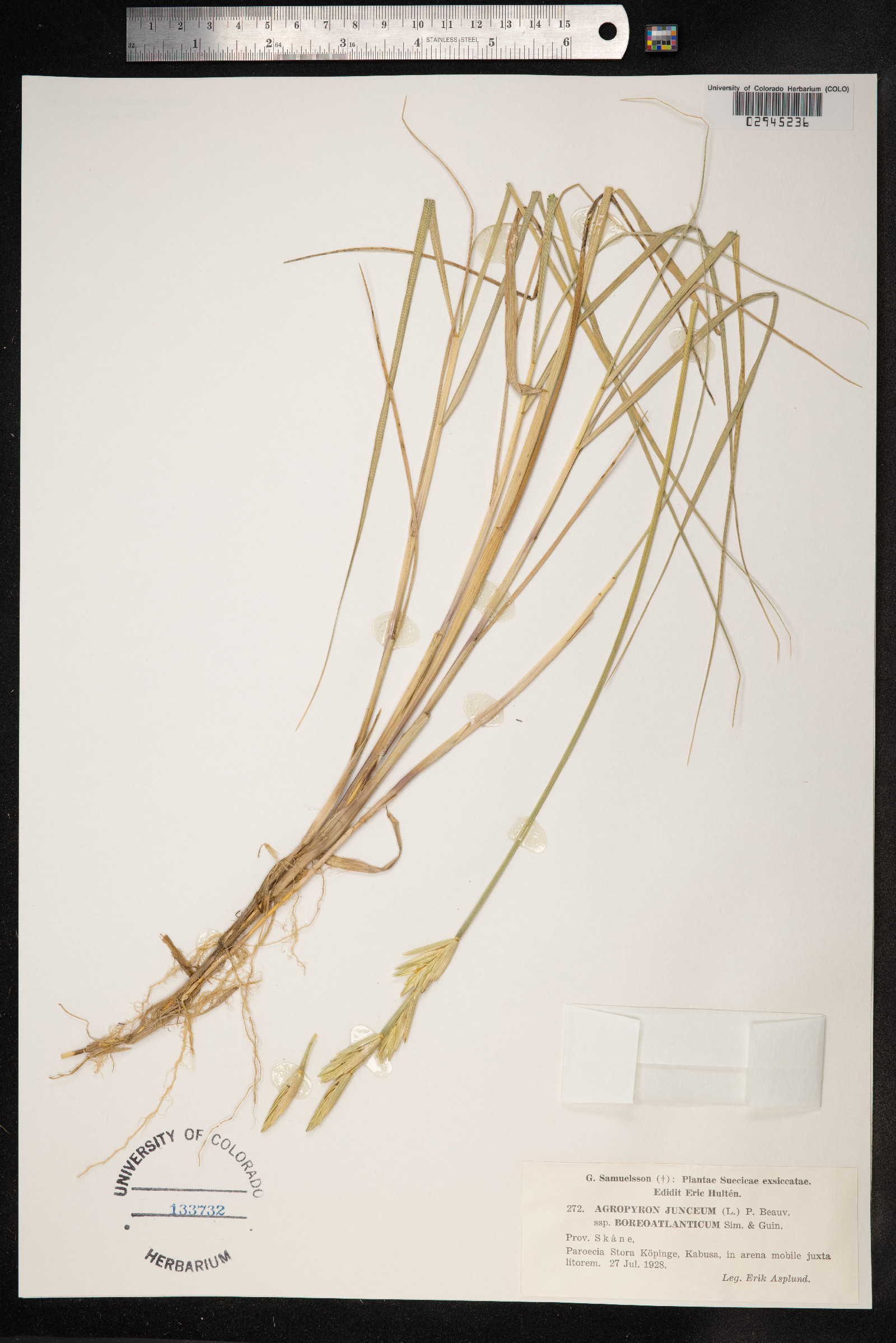 Thinopyrum junceum image