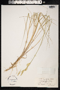 Thinopyrum junceum image