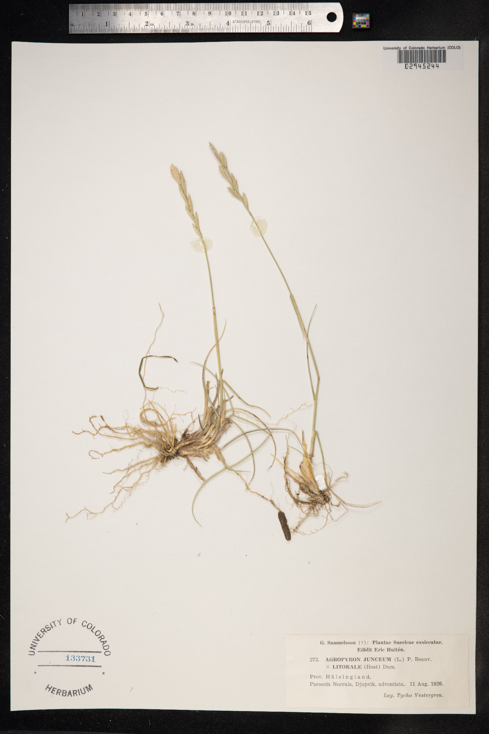 Thinopyrum junceum image