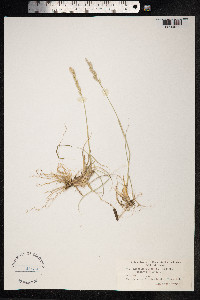 Thinopyrum junceum image