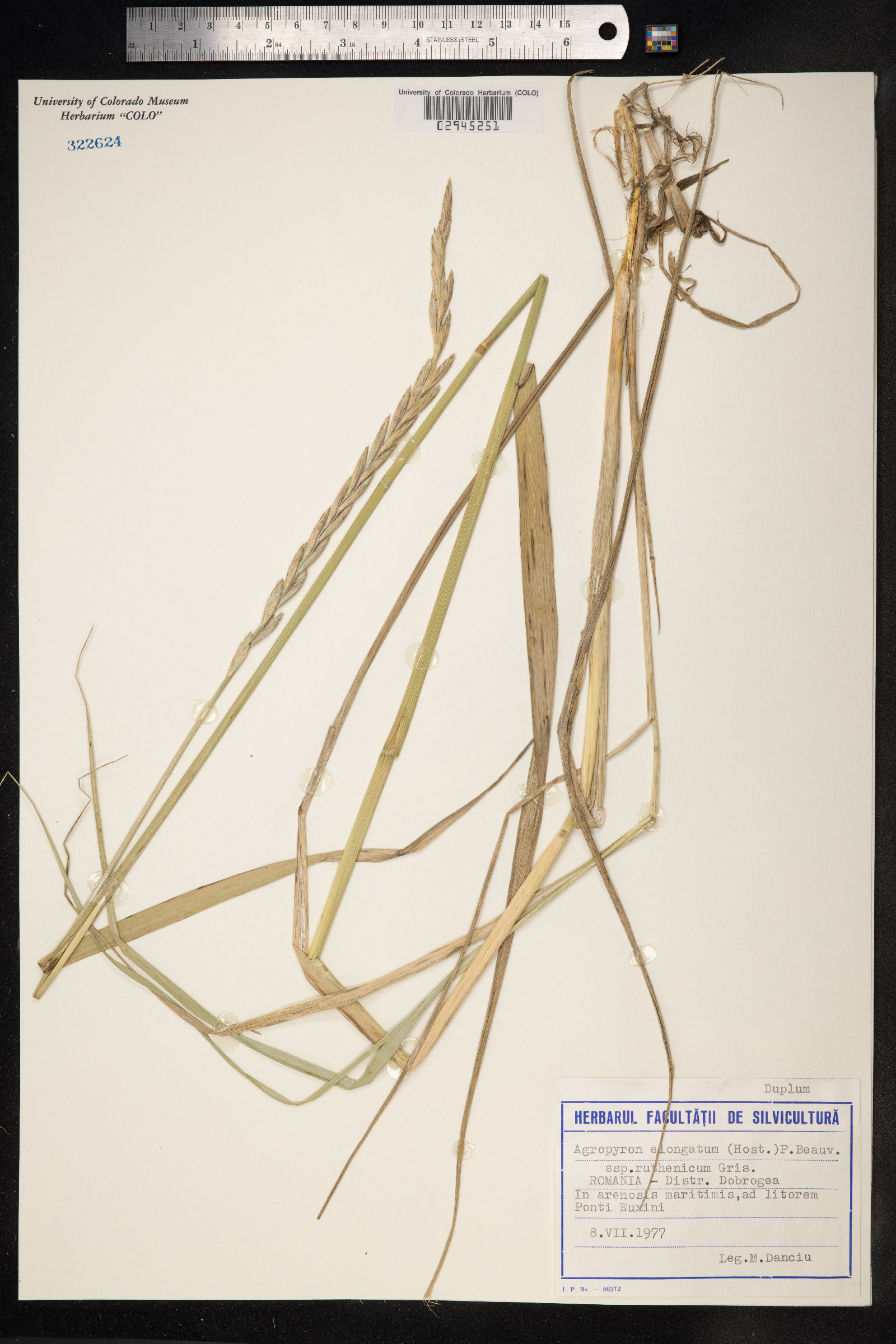 Thinopyrum ponticum image