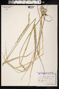 Thinopyrum ponticum image