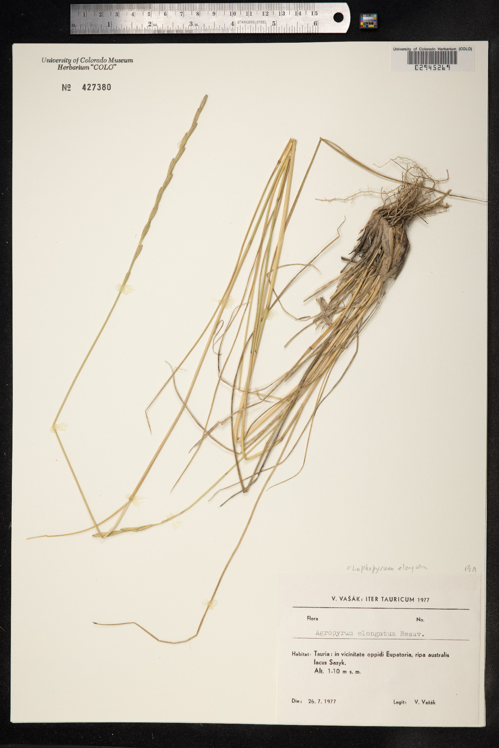 Thinopyrum ponticum image