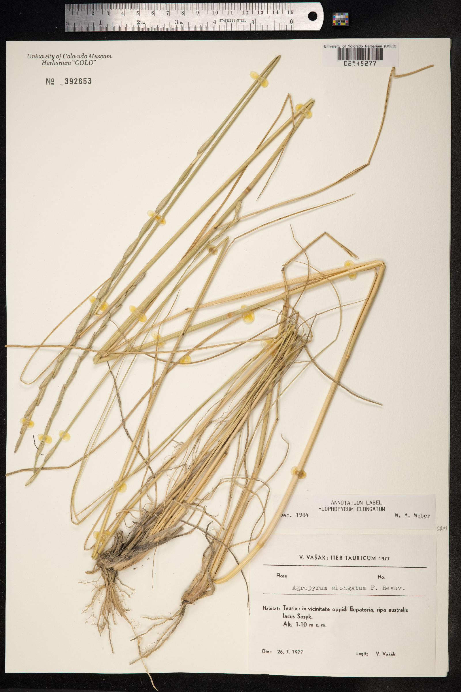Thinopyrum ponticum image