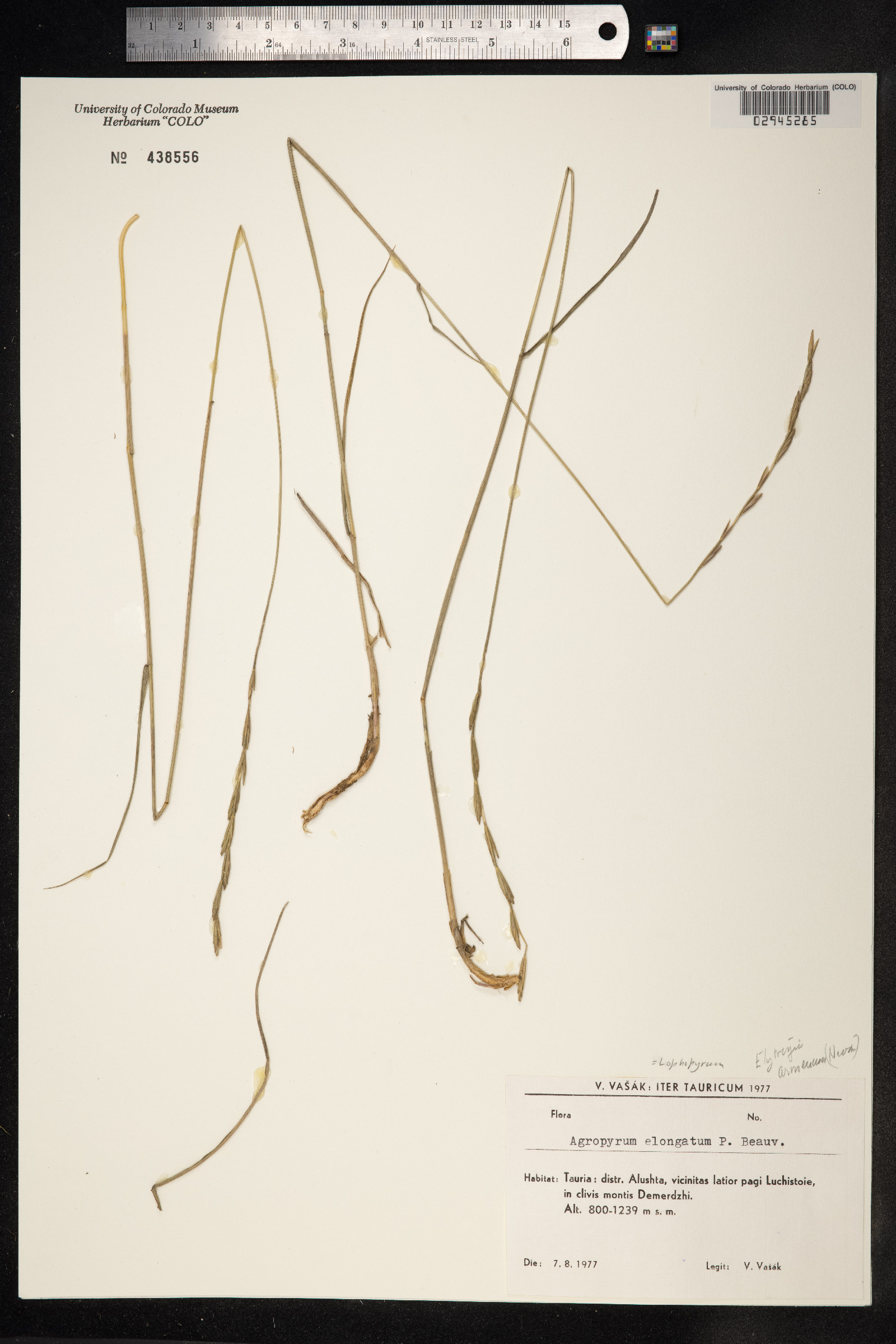Thinopyrum ponticum image