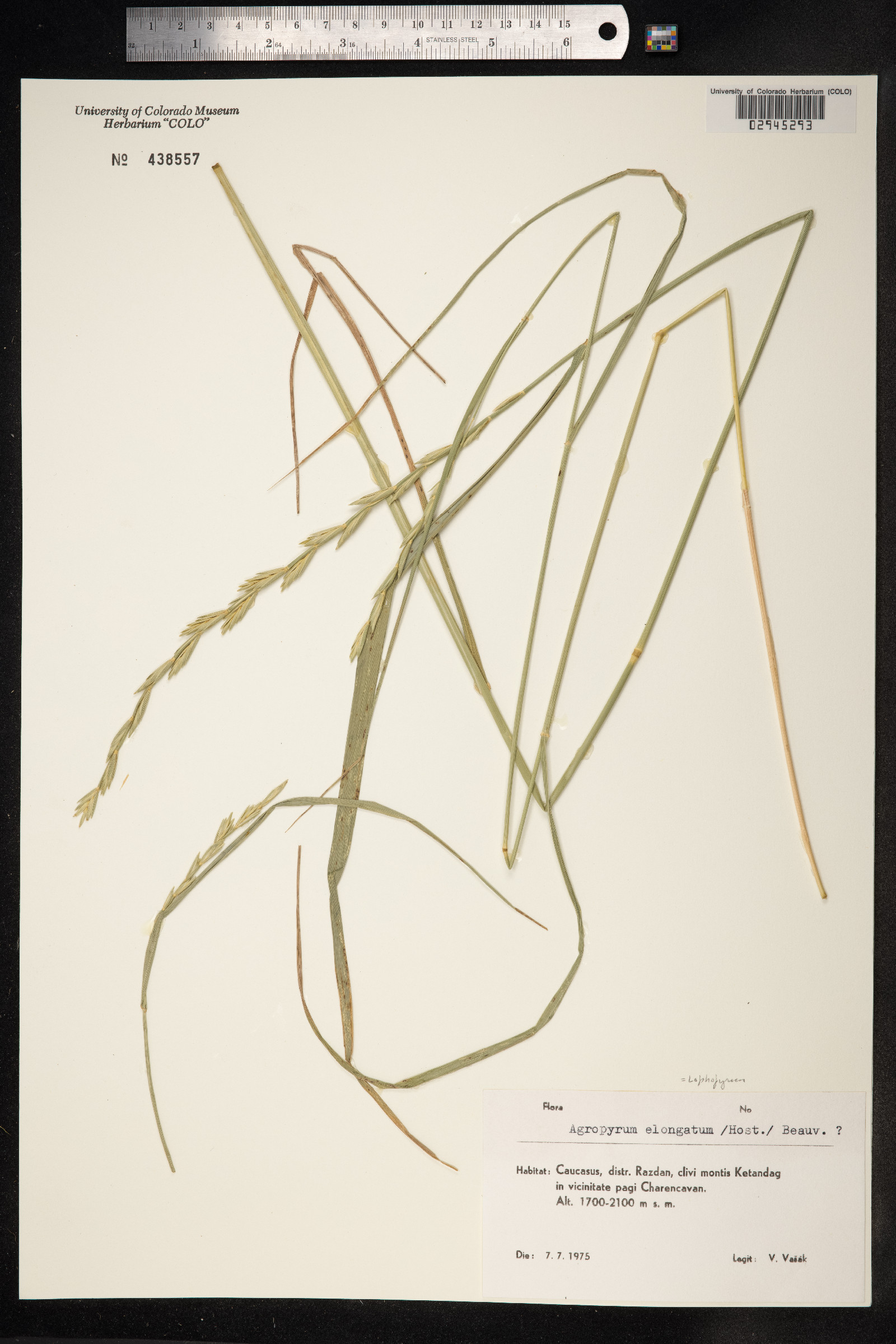 Thinopyrum ponticum image