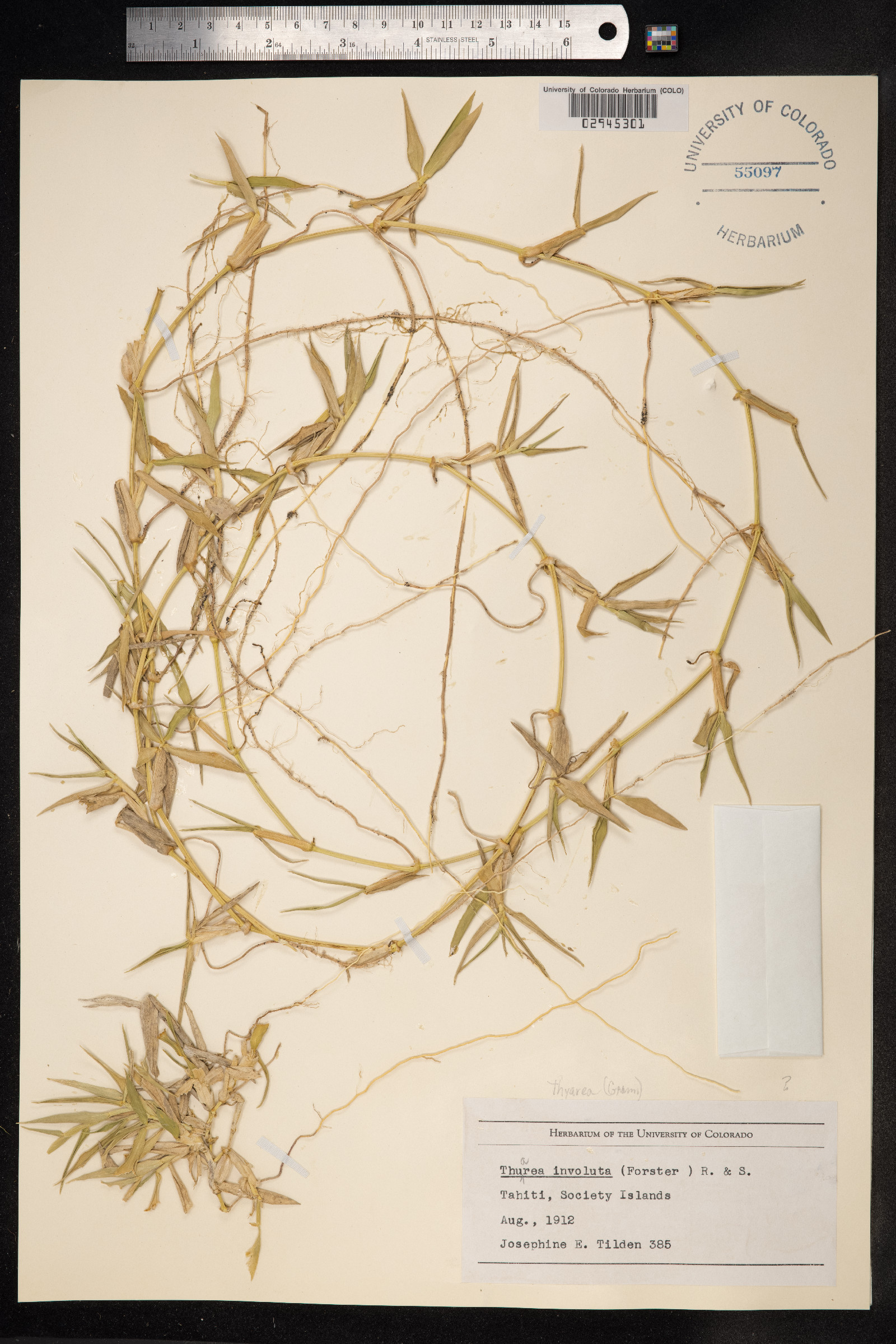 Thuarea involuta image