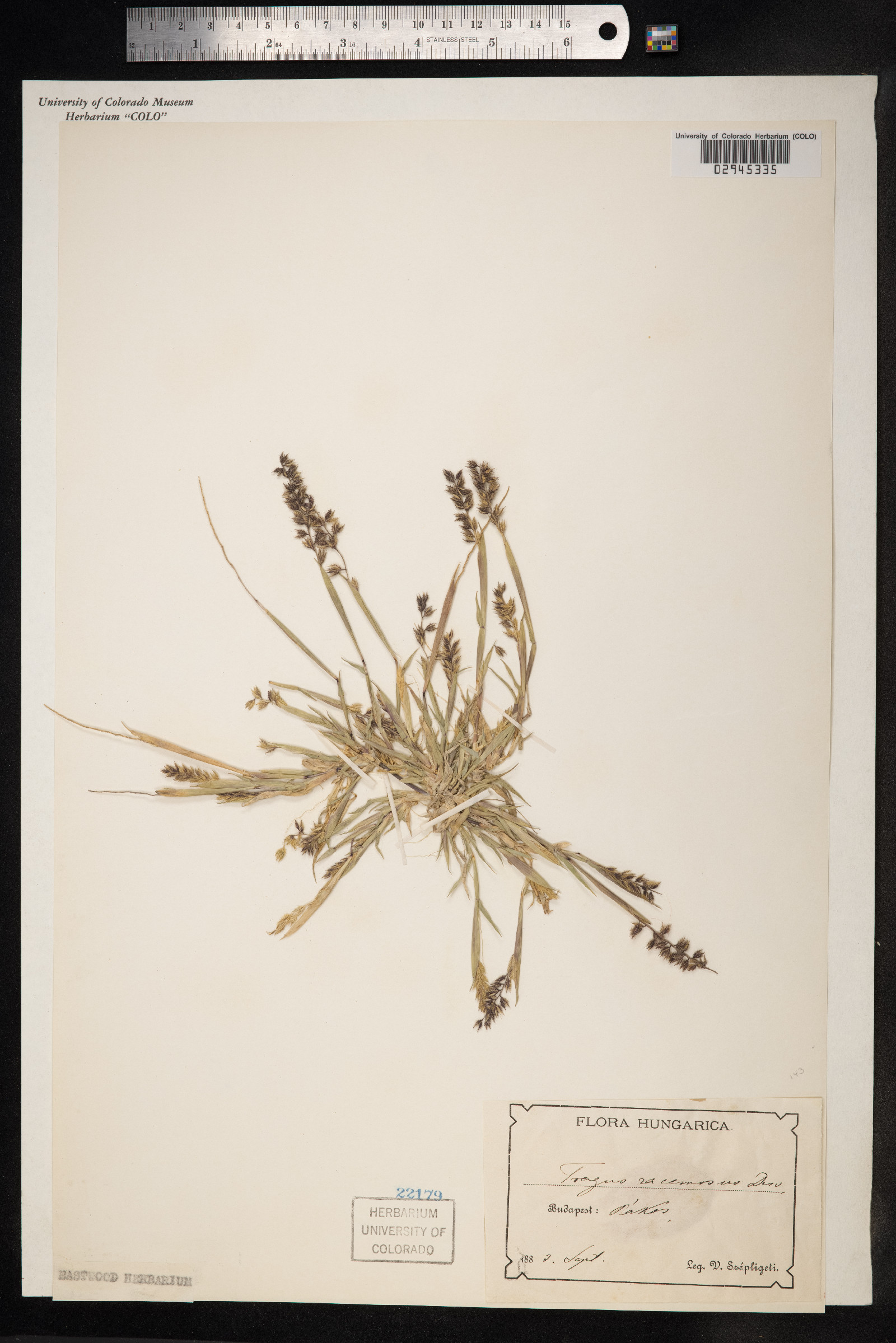 Tragus racemosus image