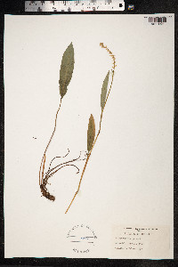 Bistorta vivipara image