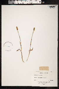 Bistorta vivipara image