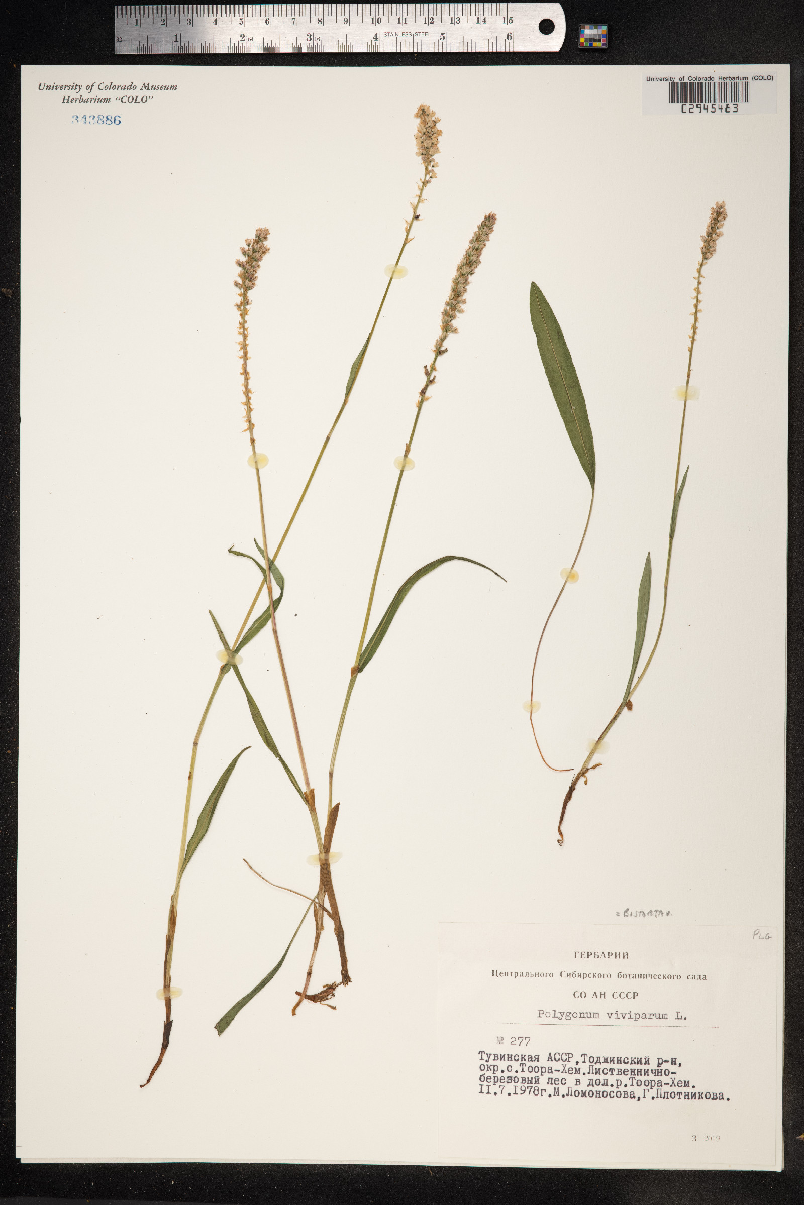 Bistorta vivipara image