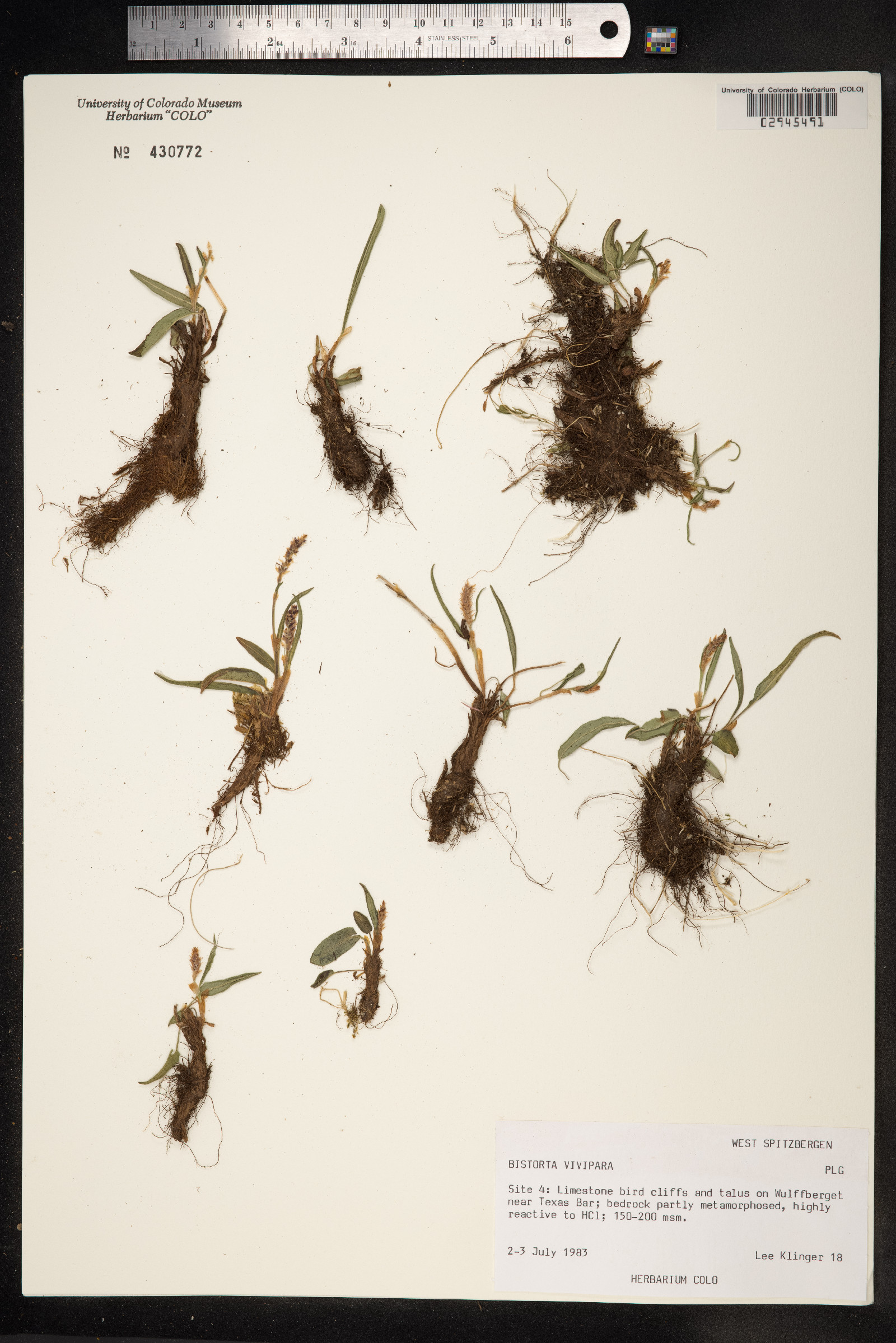 Bistorta vivipara image