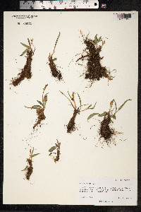 Bistorta vivipara image