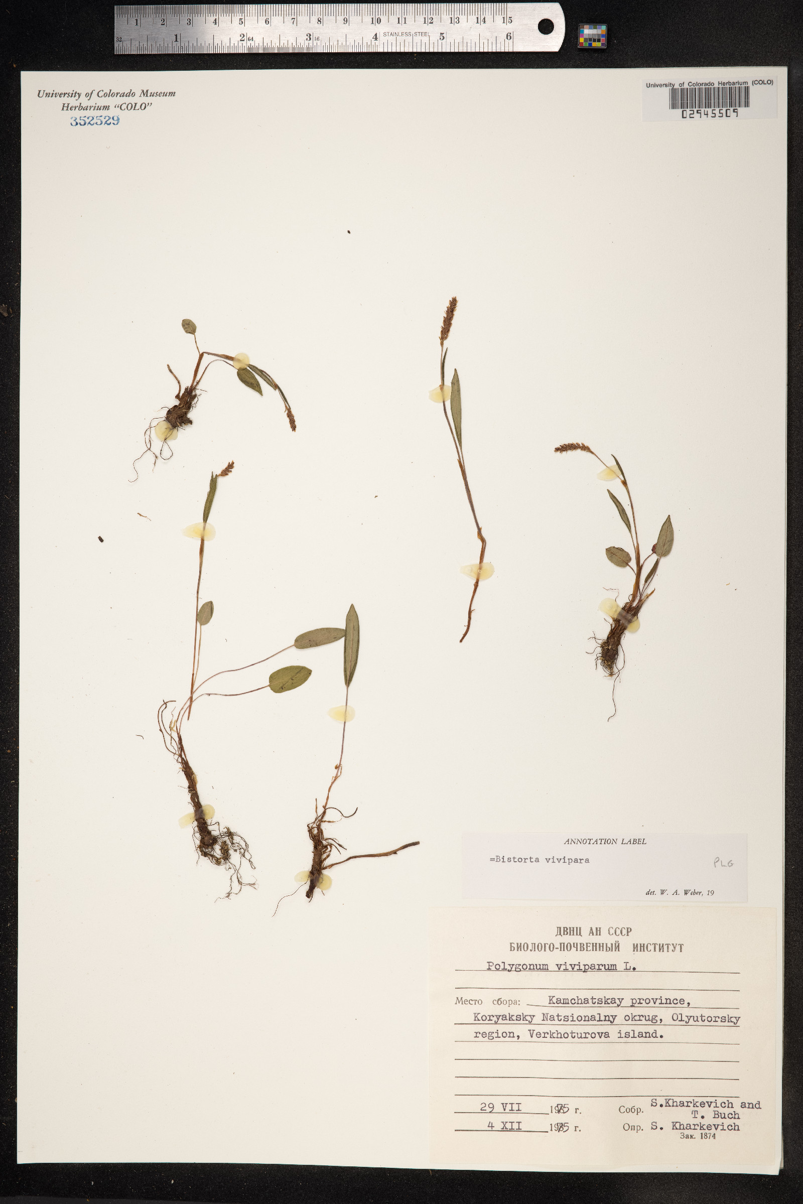 Bistorta vivipara image