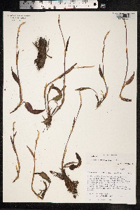 Bistorta vivipara image