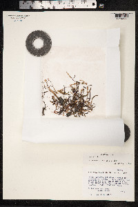 Bistorta vivipara image