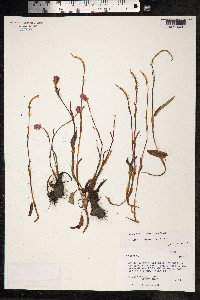Bistorta vivipara image