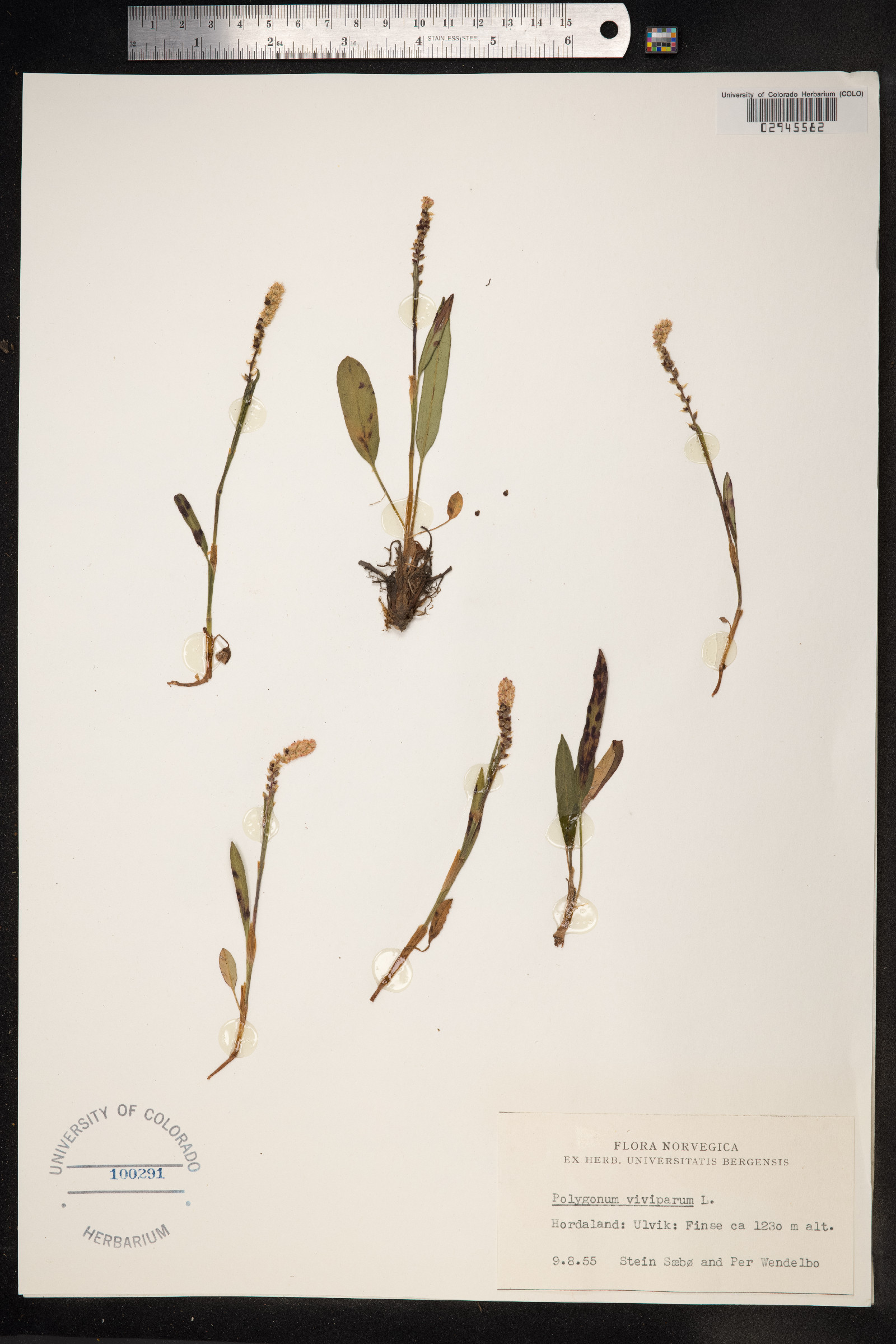 Bistorta vivipara image