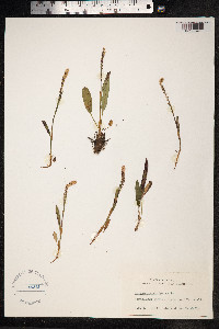 Bistorta vivipara image