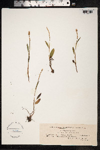 Bistorta vivipara image