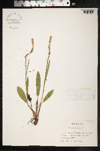 Bistorta vivipara image