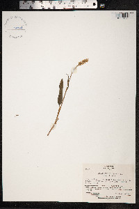 Bistorta vivipara image