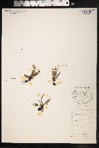 Bistorta vivipara image