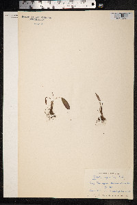 Bistorta vivipara image