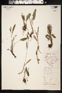 Bistorta vivipara image