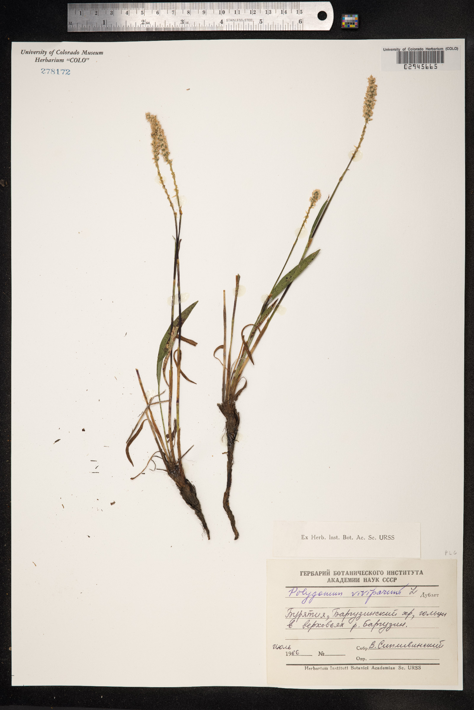 Bistorta vivipara image