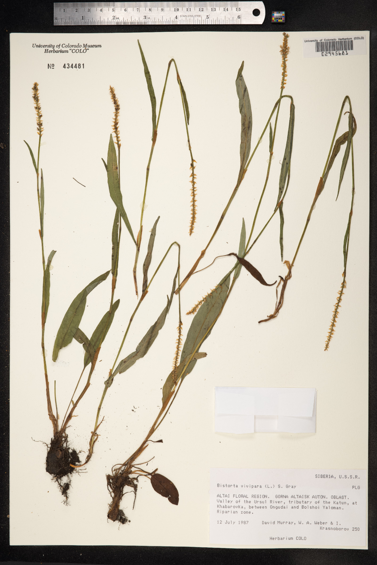 Bistorta vivipara image