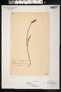 Bistorta vivipara image
