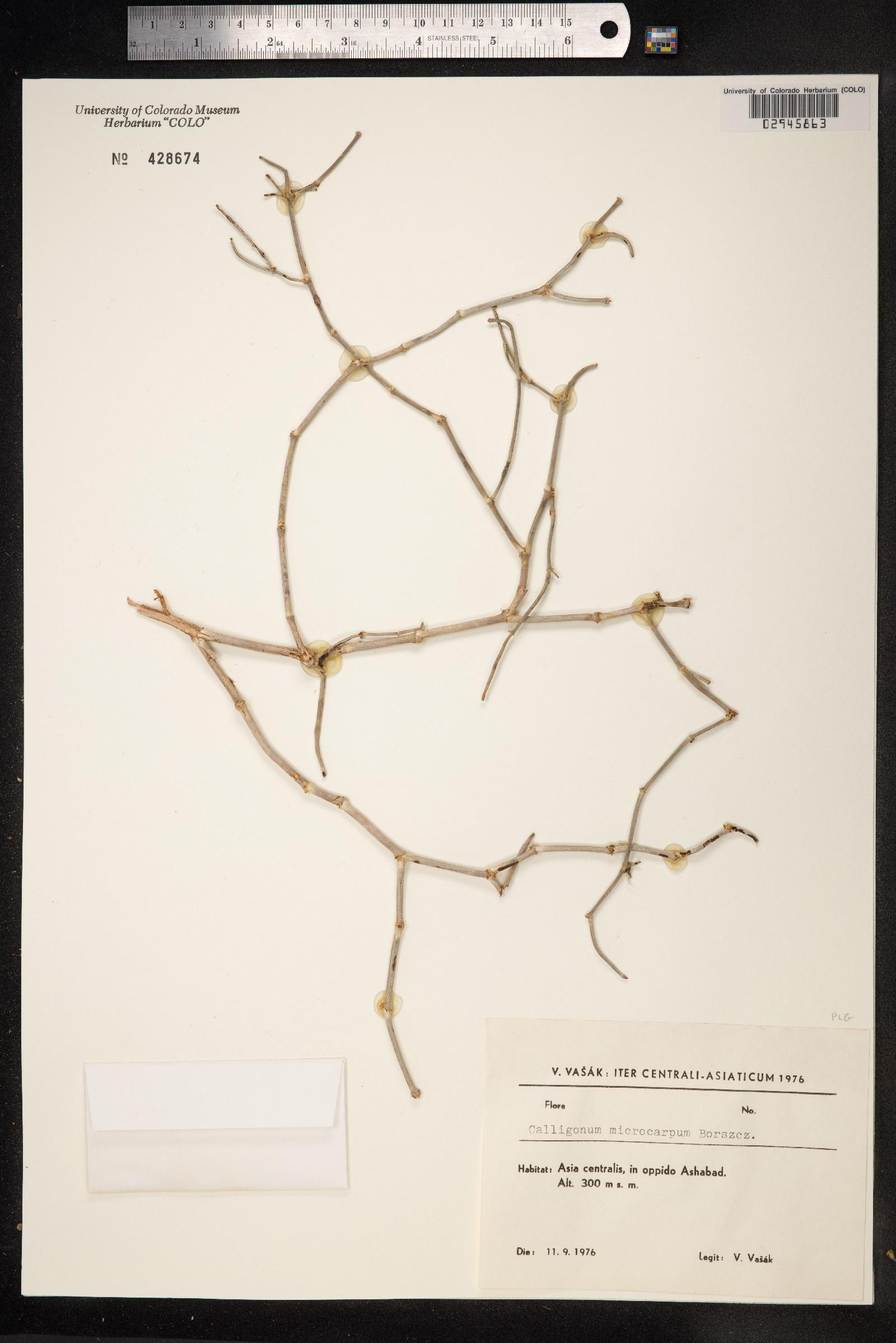 Calligonum microcarpum image
