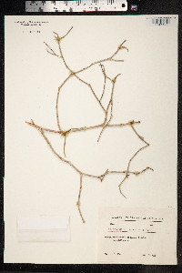 Image of Calligonum microcarpum