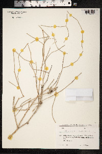Calligonum microcarpum image