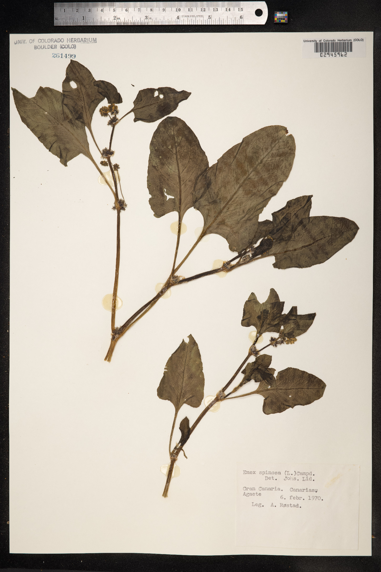 Emex spinosa image