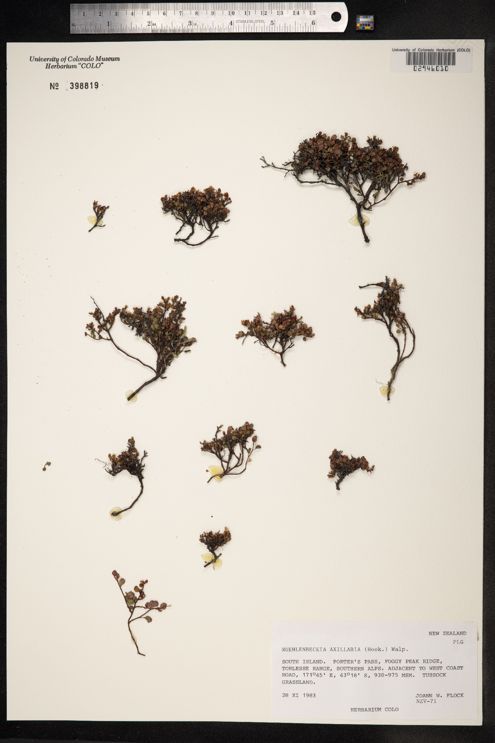 Muehlenbeckia axillaris image