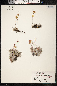Eriogonum caespitosum image