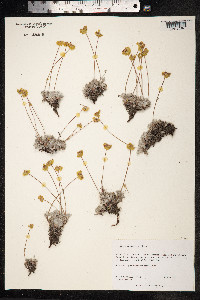 Eriogonum caespitosum image