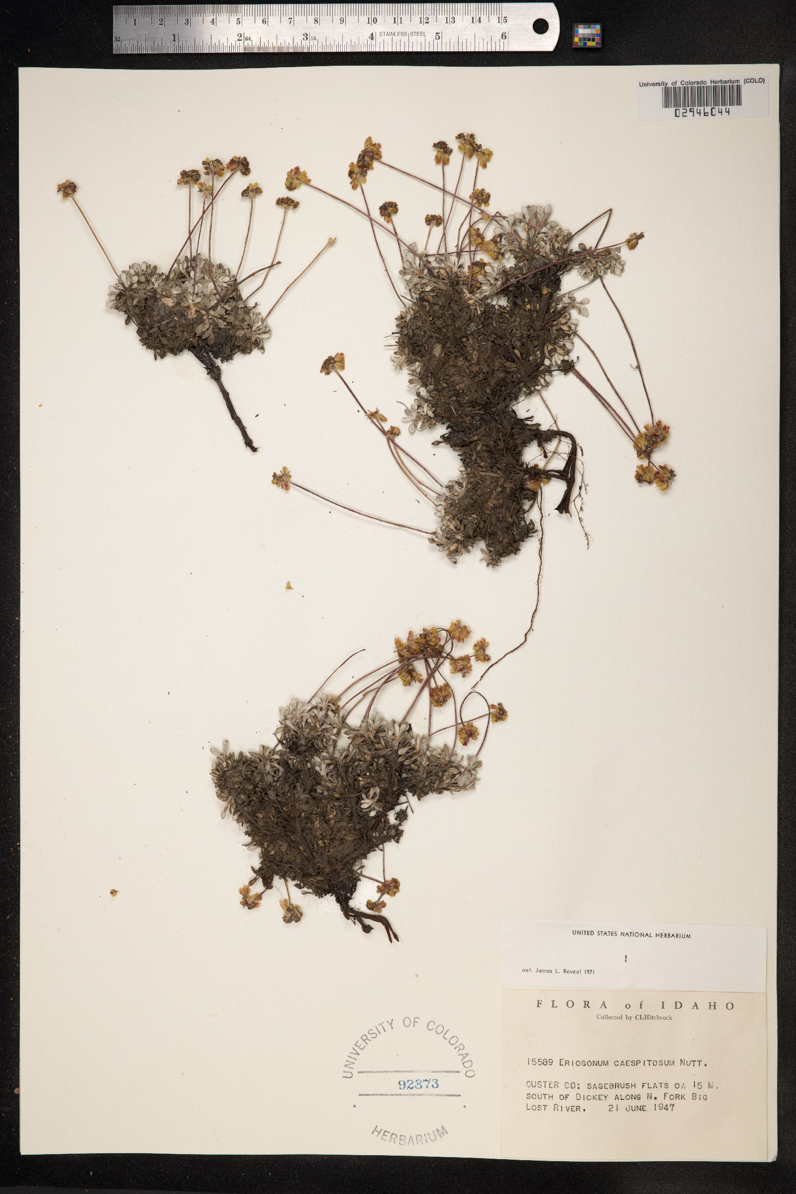 Eriogonum caespitosum image